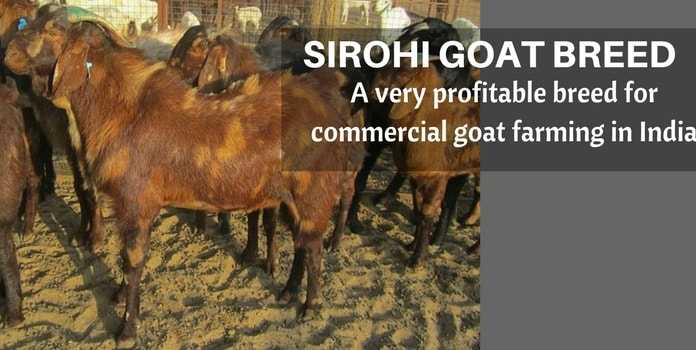 sirohi goat farming