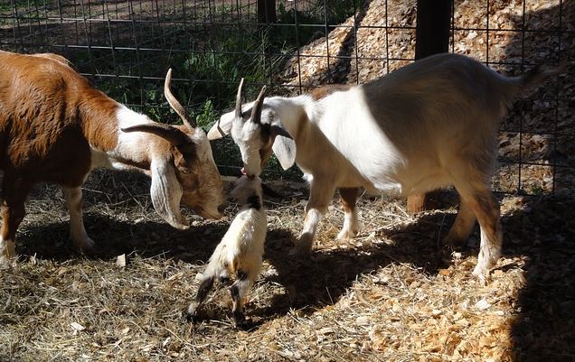 loan for goat farm in india