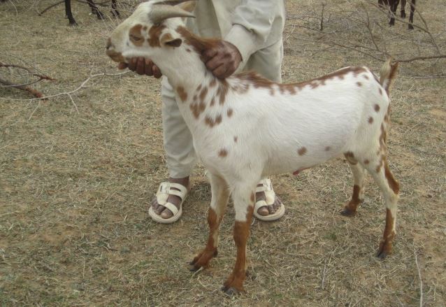 barbari goat image