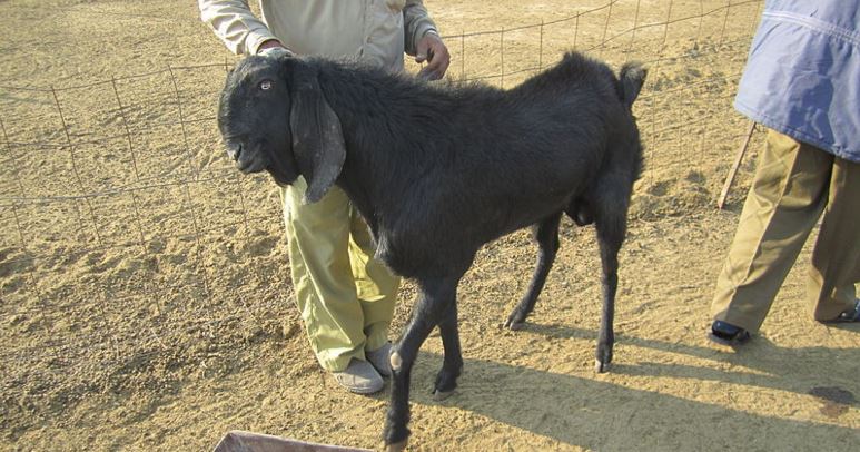 Beetal goat breed image