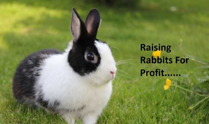 rabbit farming business plan example