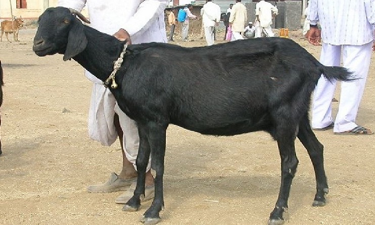 Osmanabadi Goat Weight Chart