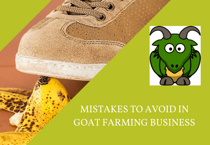 mistakes in raising goat for business
