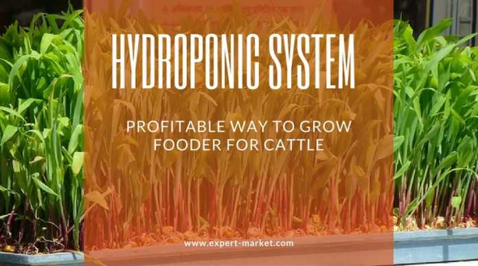 hydroponic farming in india