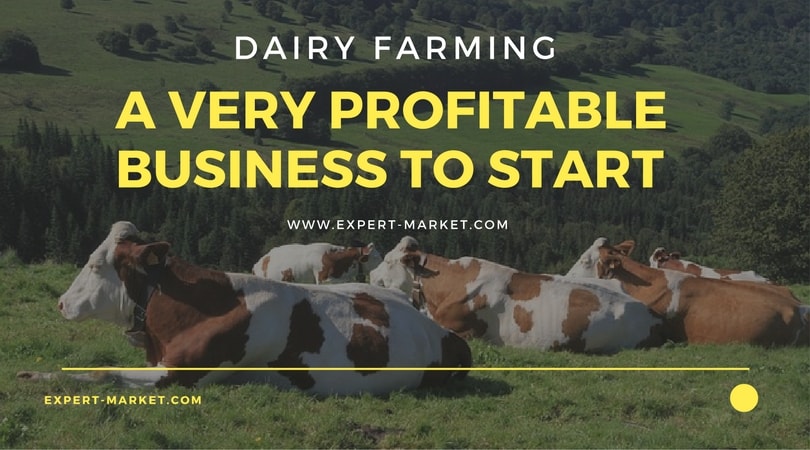 dairy farming business plan – very profitable business to