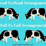 Head To Head Arrangement-min