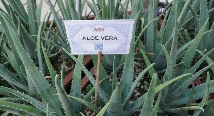 aloe vera business plan