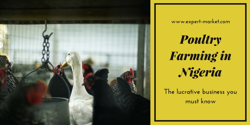 poultry farming lucrative business in nigeria