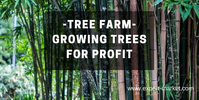 growing trees for profit