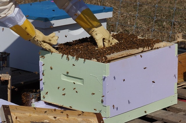 business plan for bee farming