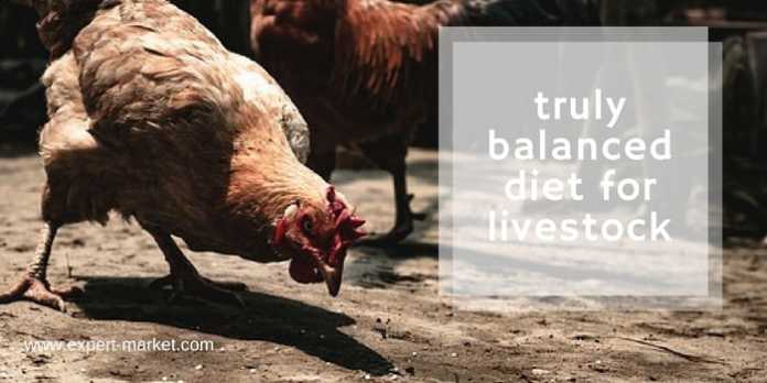 balanced diet for livestock