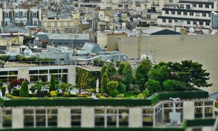 business plan for green roof